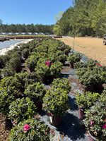 Encore Azalea Autumn Rouge®