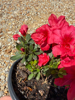 Autumn Bonfire Azalea™