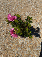 Autumn Carnation Azalea