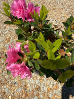 Autumn Carnation Azalea