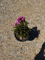 Encore Azalea Autumn Majesty®