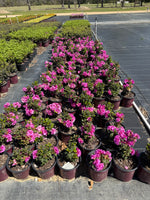 Encore Azalea Autumn Majesty®