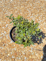 Autumn Chiffon Azalea