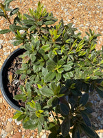 Autumn Chiffon Azalea