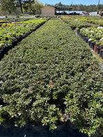 Autumn Chiffon Azalea