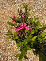 Autumn Empress Azalea