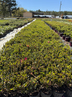 Autumn Empress Azalea