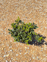 Autumn Sangria Azalea