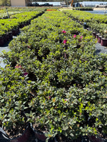 Autumn Sangria Azalea