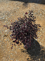 Purple Diamond Loropetalum™