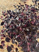 Purple Diamond Loropetalum™