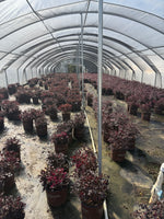 Purple Diamond Loropetalum™