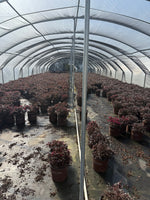 Southern Living Purple Daydream® Dwarf Loropetalum