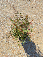 Gulf Stream Nandina
