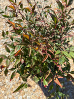 Gulf Stream Nandina