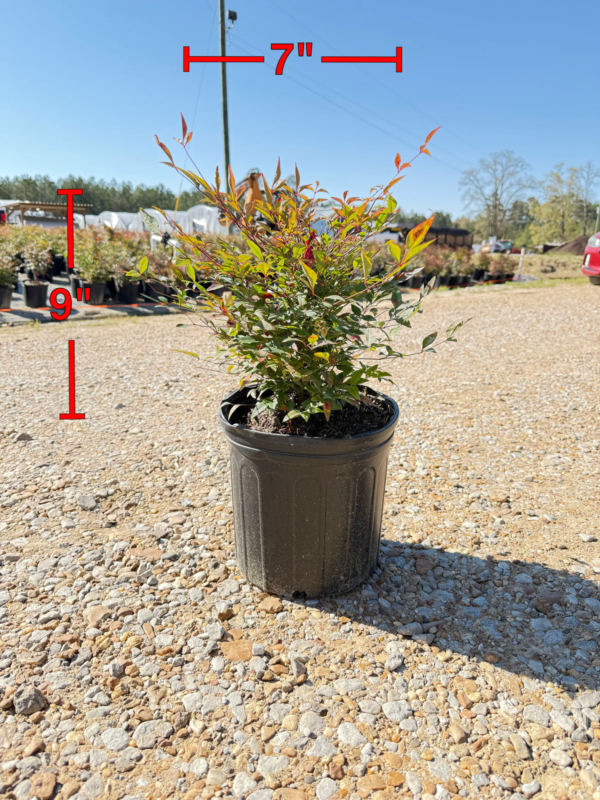 Gulf Stream Nandina – michaelsnursery