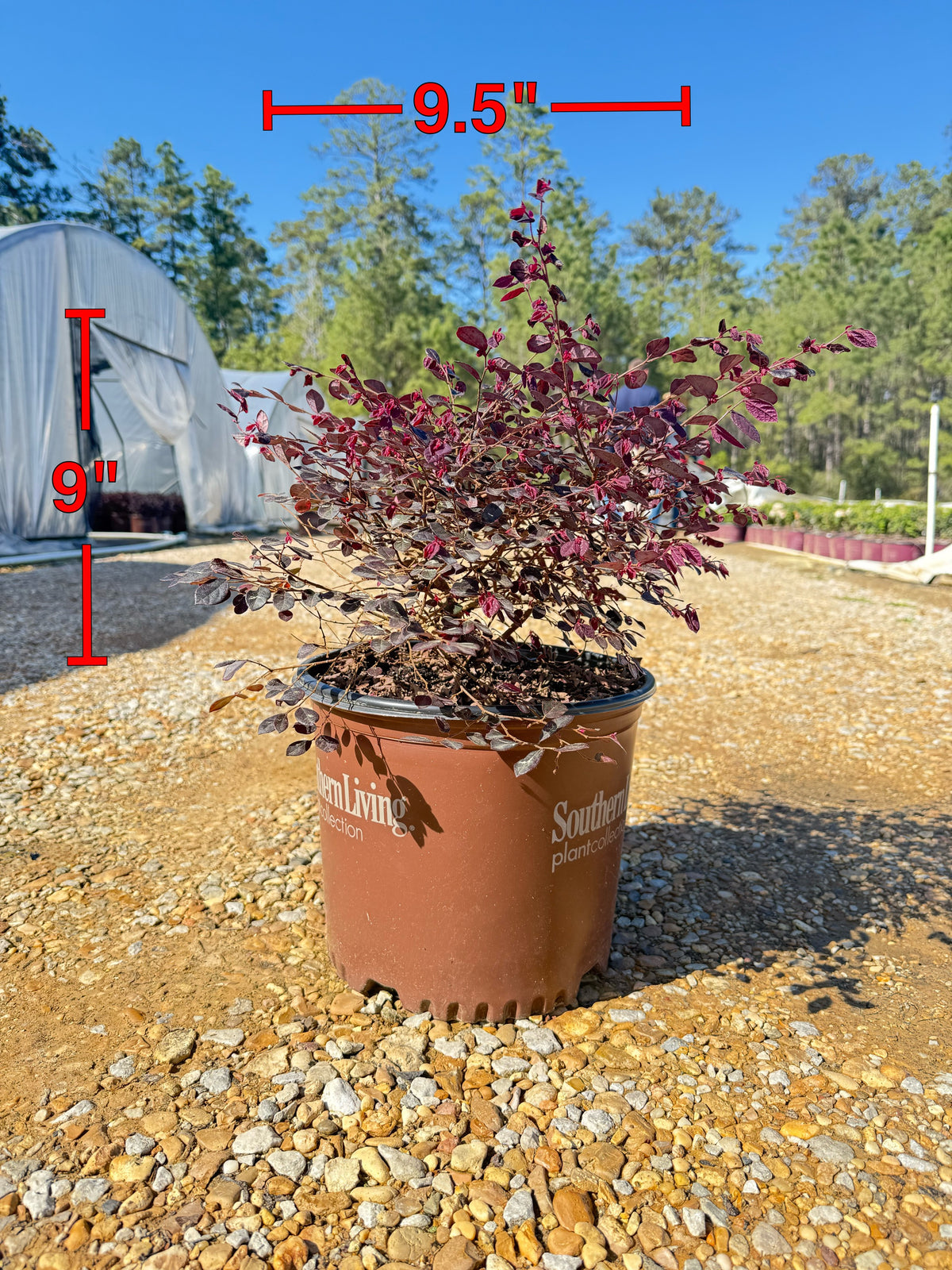 Purple Diamond Loropetalum™