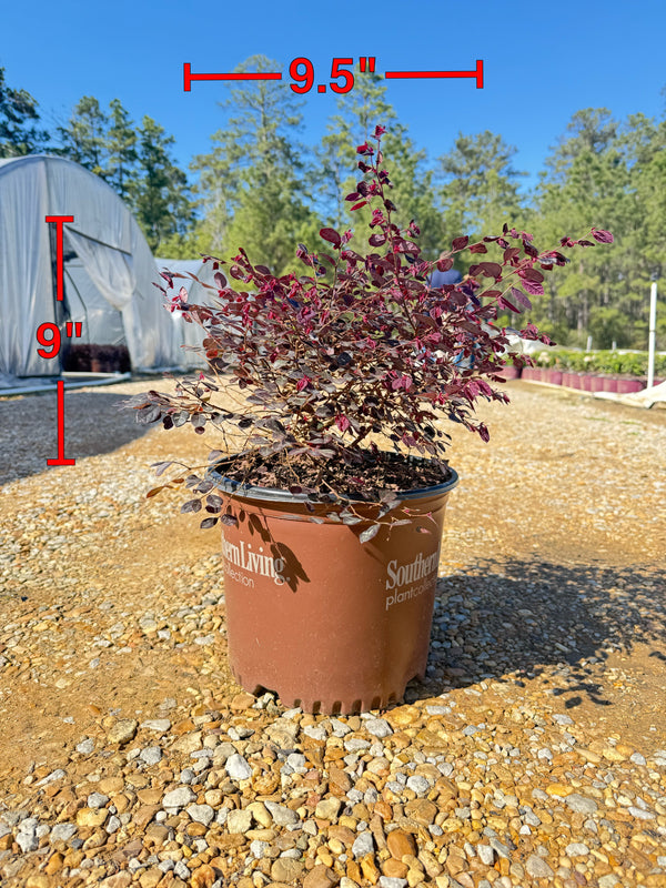 Purple Diamond Loropetalum™