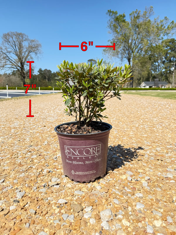 Autumn Sangria Azalea