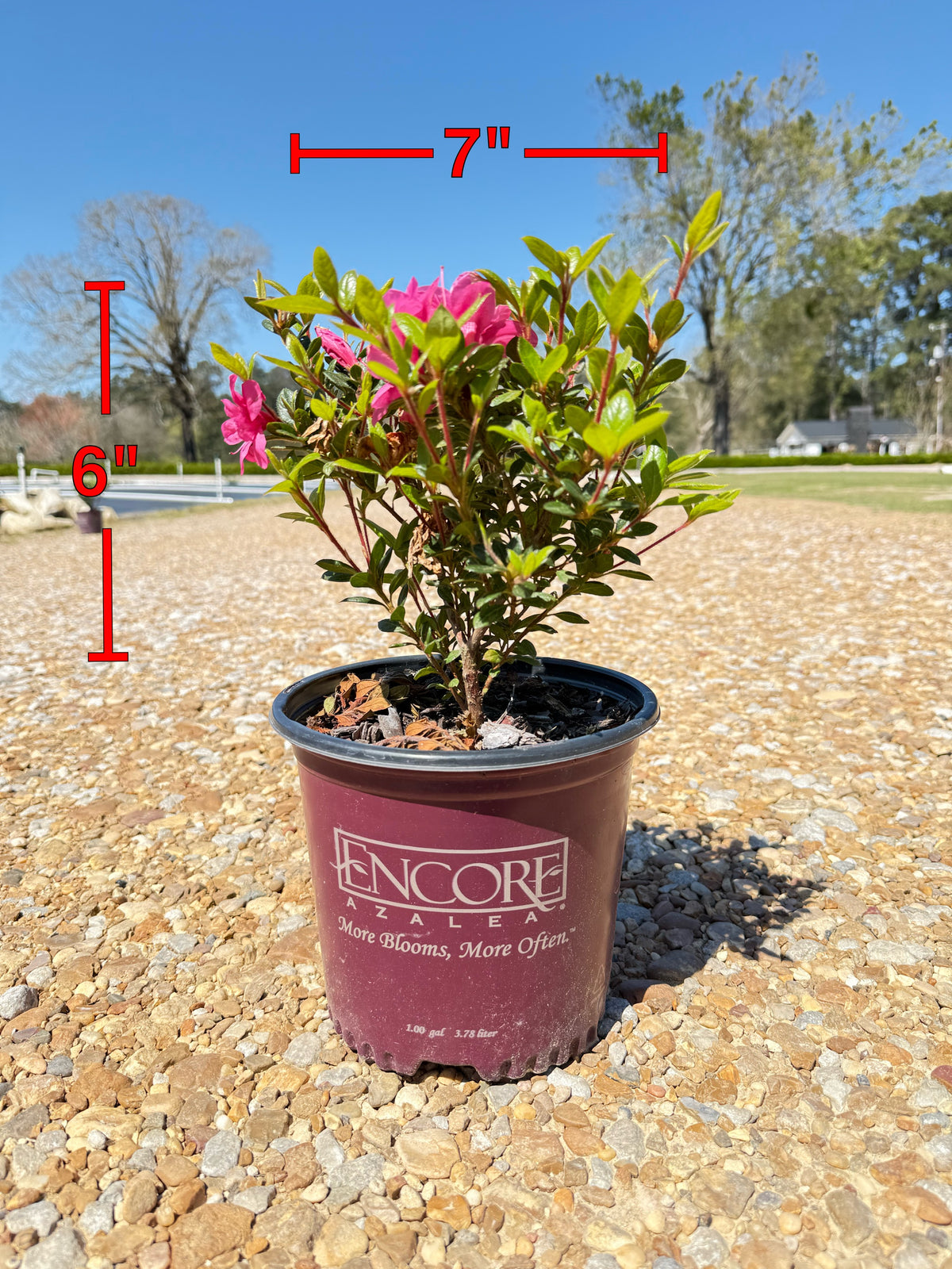 Autumn Empress Azalea