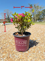 Autumn Empress Azalea