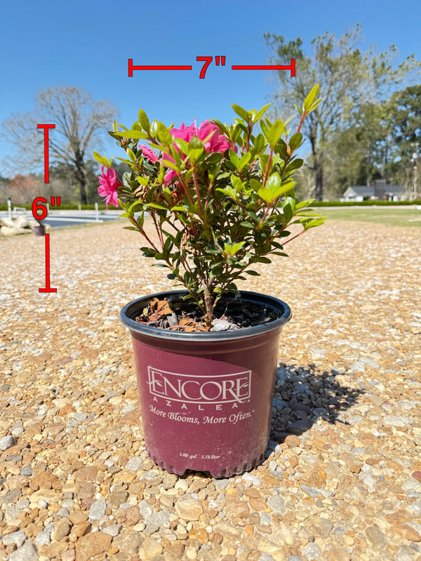 Autumn Empress Azalea