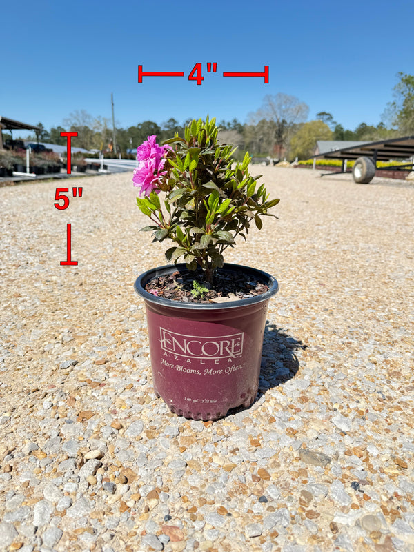 Encore Azalea Autumn Majesty®