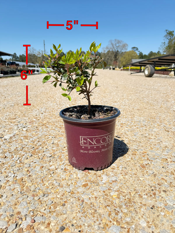 Autumn Princess Azalea