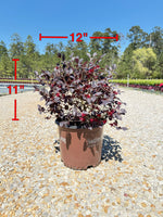 Red Diamond Loropetalum™ - nursery plant available in multiple container sizes