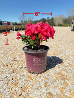 Autumn Bonfire Azalea™