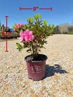 Autumn Carnation Azalea