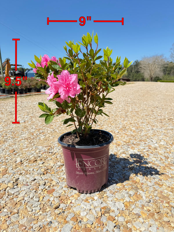 Autumn Carnation Azalea