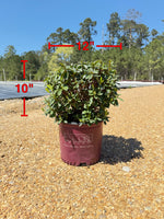 Encore Azalea Autumn Starburst®