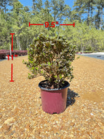 Autumn Sunburst Azalea