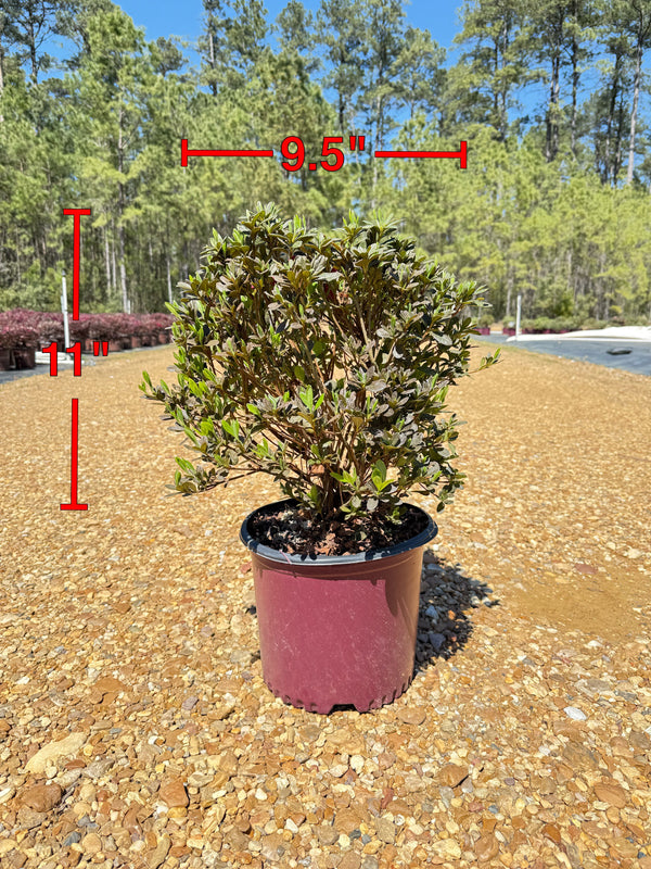 Autumn Sunburst Azalea