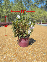 Encore Azalea Autumn Lily®