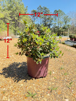 Encore Azalea Autumn Rouge®