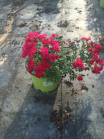 Red Double Knock Out Rose™