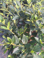 Lavender Formosa Azalea