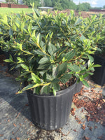 Lavender Formosa Azalea