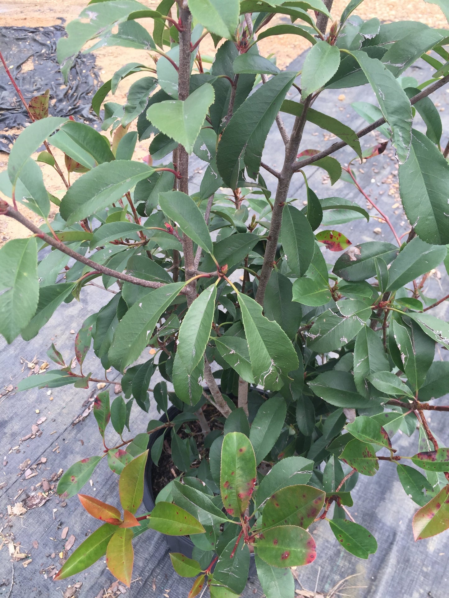 Red Tip Photinia Frazeri