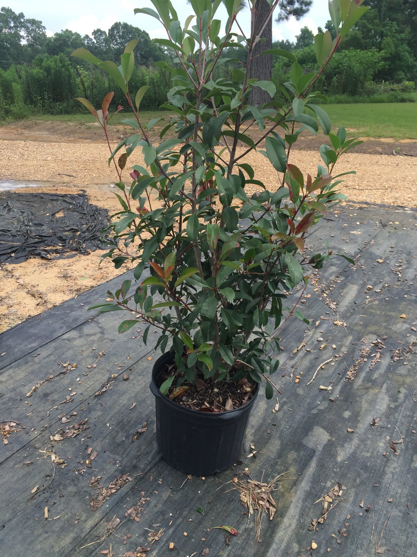 Red Tip Photinia Frazeri