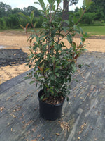 Red Tip Photinia Frazeri