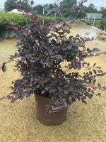 Purple Diamond Loropetalum™