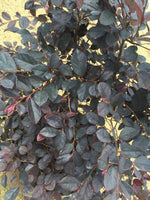 Purple Diamond Loropetalum™