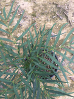 Soft Caress Mahonia™