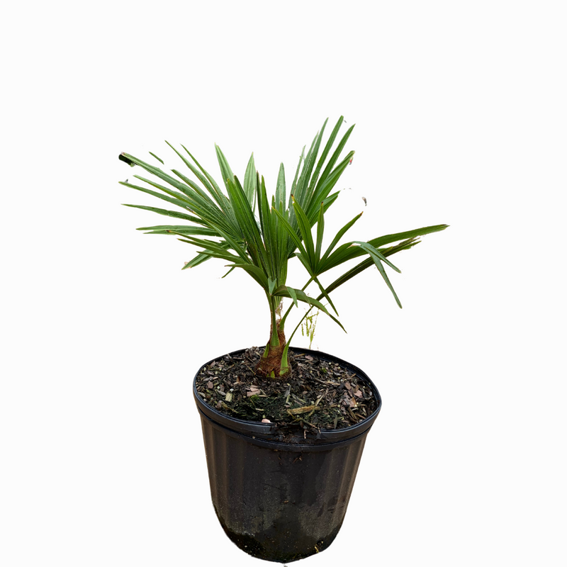 planting windmill palm trees in pots Windmill Palm – michaelsnursery