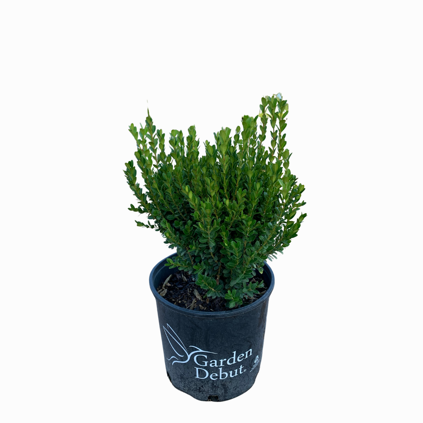 Baby Gem Boxwood™