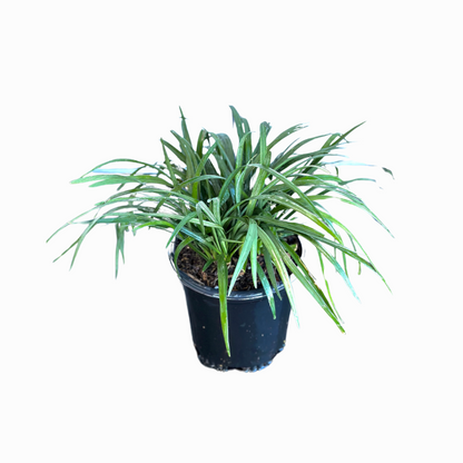 Big Blue Liriope