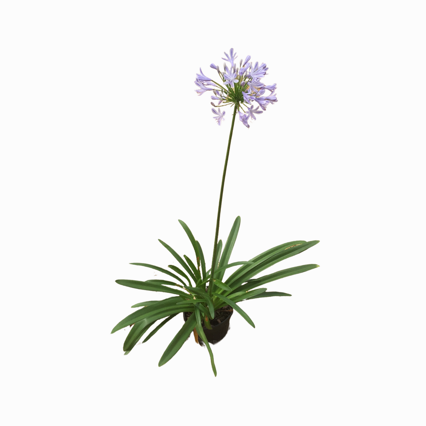 Blue Agapanthus